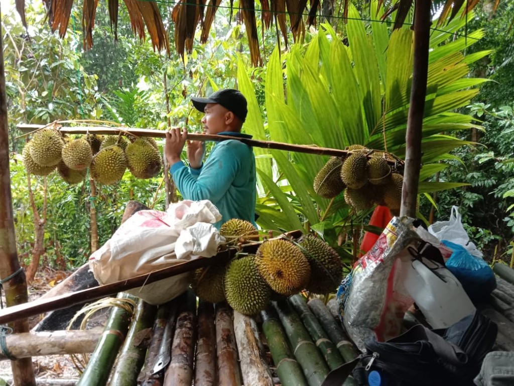 Hasil Perkebunan Desa Latitik