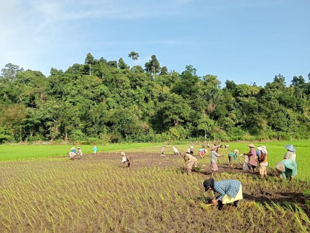 Pertanian Desa Latitik